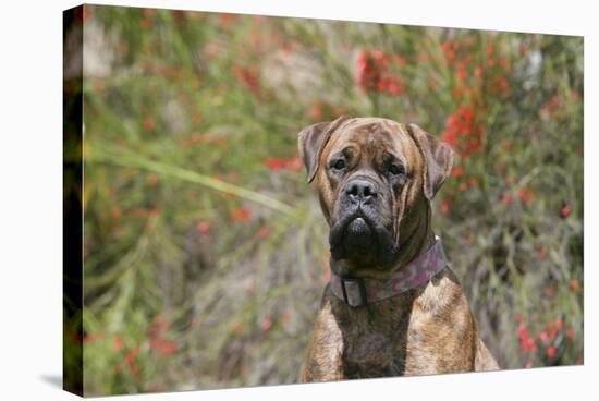 Bull Mastiff 15-Bob Langrish-Stretched Canvas