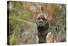 Bull Mastiff 15-Bob Langrish-Stretched Canvas