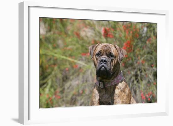 Bull Mastiff 15-Bob Langrish-Framed Photographic Print