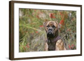 Bull Mastiff 15-Bob Langrish-Framed Photographic Print