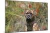 Bull Mastiff 15-Bob Langrish-Mounted Photographic Print