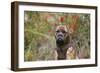 Bull Mastiff 15-Bob Langrish-Framed Photographic Print