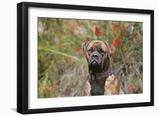 Bull Mastiff 15-Bob Langrish-Framed Photographic Print