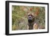 Bull Mastiff 15-Bob Langrish-Framed Photographic Print