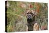 Bull Mastiff 15-Bob Langrish-Stretched Canvas