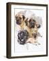Bull Mastiff with Ghost-Barbara Keith-Framed Giclee Print