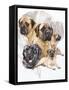 Bull Mastiff with Ghost-Barbara Keith-Framed Stretched Canvas