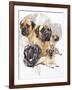 Bull Mastiff with Ghost-Barbara Keith-Framed Giclee Print