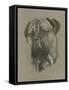 Bull Mastiff-Barbara Keith-Framed Stretched Canvas