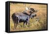 Bull Moose (Alces Alces) Amongst Autumn (Fall) Vegetation; Grand Teton National Park, Wyoming, Usa-Eleanor Scriven-Framed Stretched Canvas