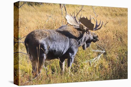 Bull Moose (Alces Alces) Amongst Autumn (Fall) Vegetation; Grand Teton National Park, Wyoming, Usa-Eleanor Scriven-Stretched Canvas