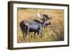 Bull Moose (Alces Alces) Amongst Autumn (Fall) Vegetation; Grand Teton National Park, Wyoming, Usa-Eleanor Scriven-Framed Photographic Print