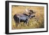 Bull Moose (Alces Alces) Amongst Autumn (Fall) Vegetation; Grand Teton National Park, Wyoming, Usa-Eleanor Scriven-Framed Photographic Print