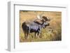 Bull Moose (Alces Alces) Amongst Autumn (Fall) Vegetation; Grand Teton National Park, Wyoming, Usa-Eleanor Scriven-Framed Photographic Print