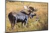 Bull Moose (Alces Alces) Amongst Autumn (Fall) Vegetation; Grand Teton National Park, Wyoming, Usa-Eleanor Scriven-Mounted Photographic Print