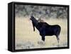 Bull Moose (Alces Alces) Calling, Wasatch Mountain State Park, Utah, USA, North America-James Hager-Framed Stretched Canvas