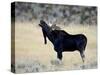 Bull Moose (Alces Alces) Calling, Wasatch Mountain State Park, Utah, USA, North America-James Hager-Stretched Canvas