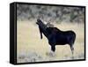 Bull Moose (Alces Alces) Calling, Wasatch Mountain State Park, Utah, USA, North America-James Hager-Framed Stretched Canvas