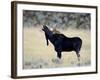 Bull Moose (Alces Alces) Calling, Wasatch Mountain State Park, Utah, USA, North America-James Hager-Framed Photographic Print