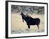 Bull Moose (Alces Alces) Calling, Wasatch Mountain State Park, Utah, USA, North America-James Hager-Framed Photographic Print