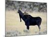 Bull Moose (Alces Alces) Calling, Wasatch Mountain State Park, Utah, USA, North America-James Hager-Mounted Photographic Print