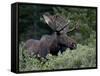 Bull Moose (Alces Alces) in Velvet, Roosevelt National Forest, Colorado, USA-James Hager-Framed Stretched Canvas