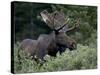 Bull Moose (Alces Alces) in Velvet, Roosevelt National Forest, Colorado, USA-James Hager-Stretched Canvas