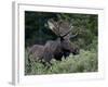 Bull Moose (Alces Alces) in Velvet, Roosevelt National Forest, Colorado, USA-James Hager-Framed Photographic Print