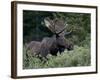 Bull Moose (Alces Alces) in Velvet, Roosevelt National Forest, Colorado, USA-James Hager-Framed Photographic Print