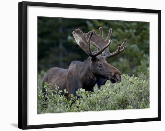 Bull Moose (Alces Alces) in Velvet, Roosevelt National Forest, Colorado, USA-James Hager-Framed Photographic Print