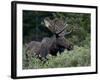 Bull Moose (Alces Alces) in Velvet, Roosevelt National Forest, Colorado, USA-James Hager-Framed Photographic Print