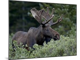 Bull Moose (Alces Alces) in Velvet, Roosevelt National Forest, Colorado, USA-James Hager-Mounted Photographic Print