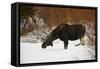 Bull Moose (Alces Alces) Without Antlers in the Snow-James Hager-Framed Stretched Canvas