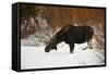 Bull Moose (Alces Alces) Without Antlers in the Snow-James Hager-Framed Stretched Canvas