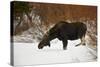 Bull Moose (Alces Alces) Without Antlers in the Snow-James Hager-Stretched Canvas