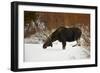 Bull Moose (Alces Alces) Without Antlers in the Snow-James Hager-Framed Photographic Print