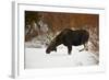 Bull Moose (Alces Alces) Without Antlers in the Snow-James Hager-Framed Photographic Print