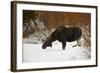 Bull Moose (Alces Alces) Without Antlers in the Snow-James Hager-Framed Photographic Print