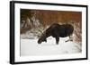 Bull Moose (Alces Alces) Without Antlers in the Snow-James Hager-Framed Photographic Print