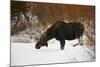 Bull Moose (Alces Alces) Without Antlers in the Snow-James Hager-Mounted Photographic Print