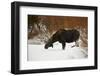 Bull Moose (Alces Alces) Without Antlers in the Snow-James Hager-Framed Photographic Print