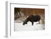 Bull Moose (Alces Alces) Without Antlers in the Snow-James Hager-Framed Photographic Print
