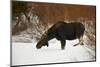 Bull Moose (Alces Alces) Without Antlers in the Snow-James Hager-Mounted Photographic Print