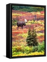 Bull Moose and Autumn Tundra, Denali National Park, Alaska, USA-David W. Kelley-Framed Stretched Canvas