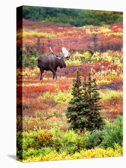 Bull Moose and Autumn Tundra, Denali National Park, Alaska, USA-David W. Kelley-Stretched Canvas