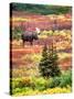 Bull Moose and Autumn Tundra, Denali National Park, Alaska, USA-David W. Kelley-Stretched Canvas