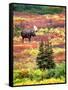 Bull Moose and Autumn Tundra, Denali National Park, Alaska, USA-David W. Kelley-Framed Stretched Canvas