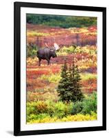 Bull Moose and Autumn Tundra, Denali National Park, Alaska, USA-David W. Kelley-Framed Premium Photographic Print