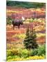 Bull Moose and Autumn Tundra, Denali National Park, Alaska, USA-David W. Kelley-Mounted Premium Photographic Print