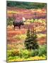 Bull Moose and Autumn Tundra, Denali National Park, Alaska, USA-David W. Kelley-Mounted Photographic Print